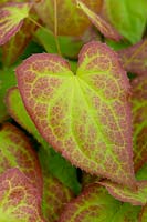 Epimedium x rubrum - Barrenwort rouge - détail feuille