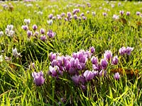 Cyclamen hederifolium naturalisé dans l'herbe