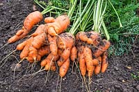 Récolte de grappes de racines de carotte juste tirées sur le sol