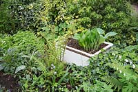 Un évier blanc recyclé planté d'Hosta entouré d'autres plantes à feuillage qui aiment l'ombre