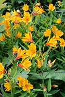 Alstroemeria 'Sussex Gold' - Lily péruvienne 'Sussex Gold'
