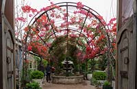 Floraison des vignes de Bougainvillea glabra, poussant sous un tissu d'ombrage blanc sur un treillis métallique incurvé sur une grande fontaine à plusieurs niveaux de style victorien