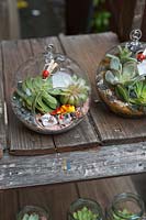 Deux jardinières en verre globe affichées sur un banc en bois planté de plantes succulentes, une grenouille en plastique et des cristaux