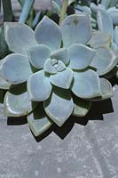 Gros plan d'un Graptopetalum paraguayense - Plante fantôme - dans un pot en béton gris