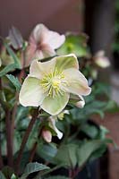 Un seul montant, Helleborus - Hellébore - fleur, crème avec des marques vertes