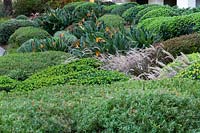 Jardin topiaire avec: Westringia fruticosa - Coastal Rosemary, Callistemon - Bottlebrush and Rhaphiolepis - Indian Hawthorn, floraison Strelitzia - Bird of Paradise and Pennisetum - Purple Fountain grass