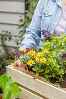 Femme plantant Bidens 'Biddy Bop' parmi les herbes et les légumes pour attirer les insectes dans une jardinière