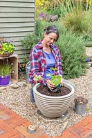 Femme plantant une courgette en pot 'Ambassador' dans un pot à légumes