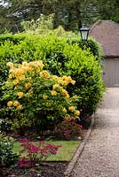 Parterre de fleurs d'arbuste par l'allée avec garage au-delà, Rhododendron jaune peut-être Azalée 'Knap Hill'