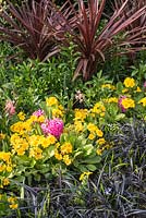 Parterre de printemps avec floraison Primula, Hyacinthus et Ophiopogon planiscapus 'Nigrescens' - Herbe noire Mondo.