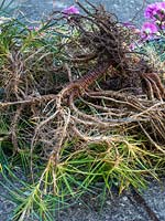 Créez de nouvelles plantes à partir d'anciennes - boutures de Dianthus - roses parfumées - tiges ligneuses dans les vieilles plantes.