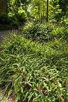 Blechnum penna-marina - Fougère aquatique des Alpes