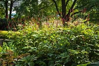 Persicaria amplexicaulis 'Firedance' - Renouées dans un parc urbain avec des arbres au-delà