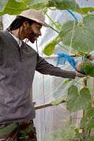 L'homme inspectant un fruit en développement sur un Curcurbita - Squash - plante poussant en polytunnel sur un allotissement, le poids du fruit soutenu par un filet