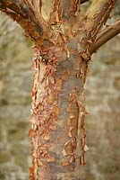 Acer griseum - Paperbark Maple - écorce écaillée