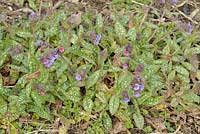 Pulmonaria officinalis '- Pulmonaire