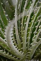 Puya chilensis - Puya chilien - regardant vers le bas la rosette basale
