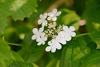 Viburnum opulus - Guelder Rose - fleurs