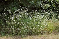 Chaerophyllum temulentum - Cerfeuil rugueux - fleurs en bordure de route