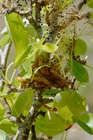 Neurotoma saltuum - Social Pear Sawfly - larves se nourrissant de Pyrus pyrifolia - Asian Pear