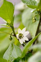 Capsicum annuum 'Lipstick' - Sweet Pepper - fleur