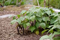 Haricot français 'Royal Burgundy', plantes naines à faible croissance poussant dans le sol avec une récolte de haricots violets