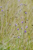 Succisa pratensis - Devils Bit Scabious - floraison dans les prairies sauvages