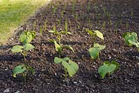 Phaseolus vulgaris 'Jacobs Cattle Gold' - Haricot sec ou décortiqué - jeunes plants poussant dans le sol