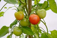 Lycopersicon esculentum - Tomate 'Maskotka' - croissant sous couverture dans un polytunnel