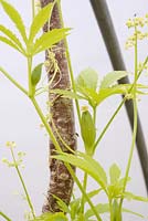 Cyclanthera pedata - Achocha ou Caigua - croissant sous couverture dans un polytunnel