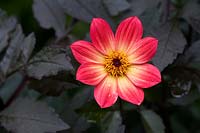 Dahlia 'Happy Single Flame' - Dahlia à fleur unique - avec un feuillage rouge-violet foncé