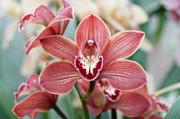 Cymbidium Sandridge Torch gx 'Cindy' - Orchidée