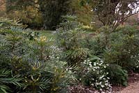 Mahonia eurybracteata 'Sweet Winter' - sous-plantée de Parahebe catarractaea 'Avalanche'