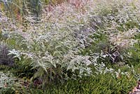 Rubus thibetanus - Ronce fantôme