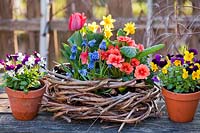 Affichage des fleurs: Tulipa - Tulip, Narcissus - Jonquille, Primula et Muscari en nid d'osier, petits pots d'alto à proximité