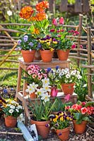 Fleurs en pots sur escabeau: Primula, Narcissus - Jonquille, Alto, Tulipa - Tulip et Muscari