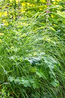 Eragrostis curvea herbe ornementale d'amour
