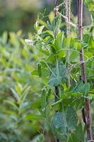 Pisum sativum var. saccharatum - Mangetout - plantes sur support de noisetier et ficelle