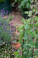 Pisum sativum var. saccharatum - Mangetout - plantes sur noisetier et support de ficelle en jardin