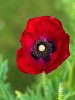 Papaver rhoeas 'Pandora' - Shirley Poppy - Juin