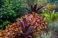 Jardin coloré de style tropical avec Coleus, Palm Lily, Liriope panaché et Alcantarea 'Silver Plum '.