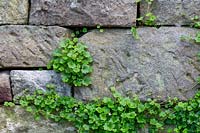 Cymbalaria muralis - Crapaud à feuilles de lierre poussant dans un mur de soutènement en grès.