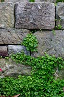 Cymbalaria muralis - Crapaud à feuilles de lierre, poussant dans un mur de soutènement en grès.