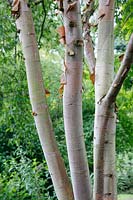 Betula utilis subsp. albosinensis 'Chinese Garden' - Bouleau chinois argenté - tronc à plusieurs tiges avec écorce écaillée