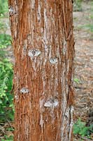 Sequoia sempervirens - Séquoia - détail d'écorce sur tronc