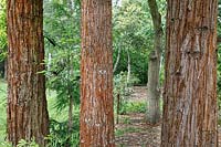 Sequoia sempervirens - Séquoia - écorce sur des troncs d'arbres poussant les uns à côté des autres