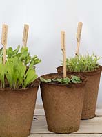 Plants de plantes à fleurs d'été dans des pots biodégradables avec des étiquettes en bois.