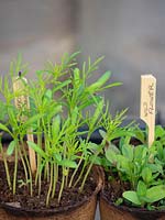 Plants de plantes à fleurs d'été, y compris Cosmos dans des pots biodégradables avec des étiquettes en bois