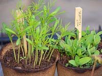 Cosmos et fleurs sauvages mélangent des semis dans des pots biodégradables avec des étiquettes en bois