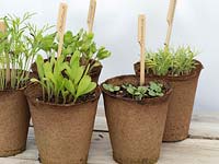 Plants de plantes à fleurs d'été dans des pots biodégradables, y compris Calendula, Eschscholzia, Zinnia, Echinacea